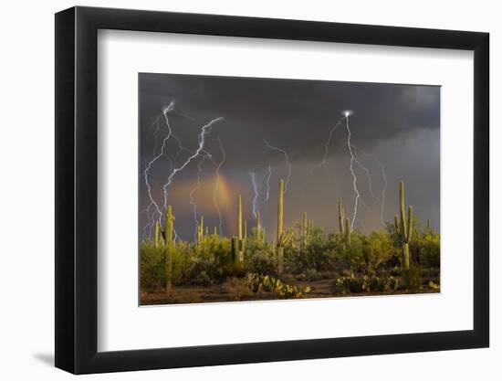 Saguaro cacti (Carnegia gigantea) in desert at sunset during storm, Sonoran Desert, Saguaro Nati...-Panoramic Images-Framed Photographic Print