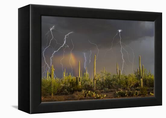 Saguaro cacti (Carnegia gigantea) in desert at sunset during storm, Sonoran Desert, Saguaro Nati...-Panoramic Images-Framed Premier Image Canvas