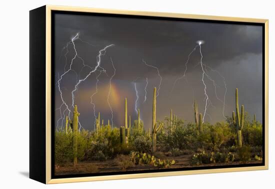 Saguaro cacti (Carnegia gigantea) in desert at sunset during storm, Sonoran Desert, Saguaro Nati...-Panoramic Images-Framed Premier Image Canvas