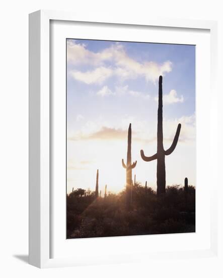 Saguaro Cacti, Carnegiea Gigantea, at Sunset in the Sonoran Desert-Christopher Talbot Frank-Framed Photographic Print