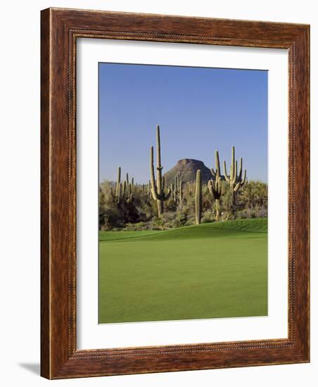 Saguaro Cacti in a Golf Course, Troon North Golf Club, Scottsdale, Maricopa County, Arizona, USA-null-Framed Photographic Print