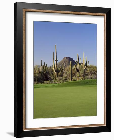 Saguaro Cacti in a Golf Course, Troon North Golf Club, Scottsdale, Maricopa County, Arizona, USA-null-Framed Photographic Print