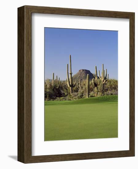 Saguaro Cacti in a Golf Course, Troon North Golf Club, Scottsdale, Maricopa County, Arizona, USA-null-Framed Photographic Print