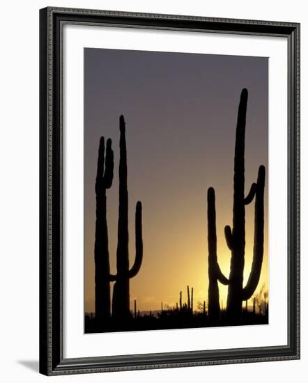 Saguaro Cacti, Organ Pipe National Monument, Arizona, USA-William Sutton-Framed Photographic Print