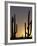 Saguaro Cacti, Organ Pipe National Monument, Arizona, USA-William Sutton-Framed Photographic Print