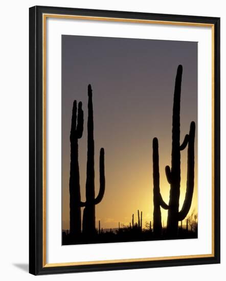 Saguaro Cacti, Organ Pipe National Monument, Arizona, USA-William Sutton-Framed Photographic Print