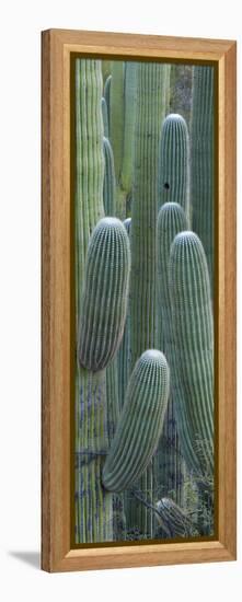 Saguaro Cacti, Oro Valley, Arizona, USA-null-Framed Premier Image Canvas