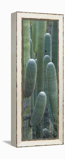 Saguaro Cacti, Oro Valley, Arizona, USA-null-Framed Premier Image Canvas