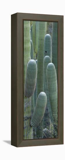 Saguaro Cacti, Oro Valley, Arizona, USA-null-Framed Premier Image Canvas