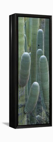 Saguaro Cacti, Oro Valley, Arizona, USA-null-Framed Premier Image Canvas