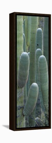 Saguaro Cacti, Oro Valley, Arizona, USA-null-Framed Premier Image Canvas