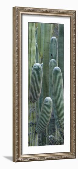 Saguaro Cacti, Oro Valley, Arizona, USA-null-Framed Photographic Print