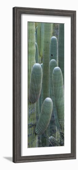 Saguaro Cacti, Oro Valley, Arizona, USA-null-Framed Photographic Print