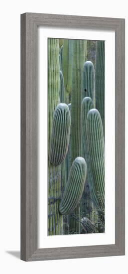 Saguaro Cacti, Oro Valley, Arizona, USA-null-Framed Photographic Print