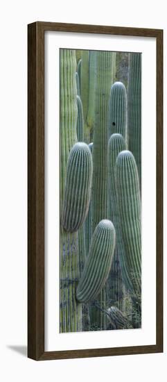 Saguaro Cacti, Oro Valley, Arizona, USA-null-Framed Photographic Print