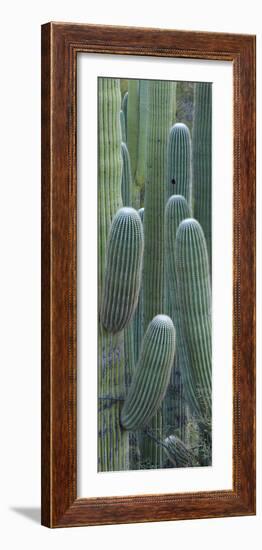 Saguaro Cacti, Oro Valley, Arizona, USA-null-Framed Photographic Print