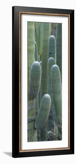 Saguaro Cacti, Oro Valley, Arizona, USA-null-Framed Photographic Print