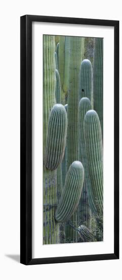 Saguaro Cacti, Oro Valley, Arizona, USA-null-Framed Photographic Print