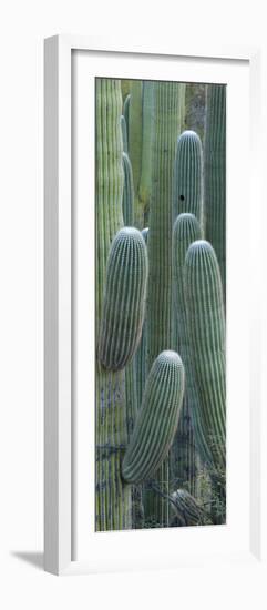 Saguaro Cacti, Oro Valley, Arizona, USA-null-Framed Photographic Print