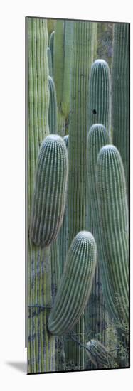 Saguaro Cacti, Oro Valley, Arizona, USA-null-Mounted Photographic Print