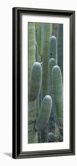 Saguaro Cacti, Oro Valley, Arizona, USA-null-Framed Photographic Print