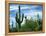 Saguaro cacti, Saguaro National Park, Arizona, USA-Charles Gurche-Framed Premier Image Canvas