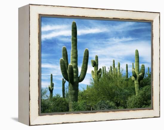 Saguaro cacti, Saguaro National Park, Arizona, USA-Charles Gurche-Framed Premier Image Canvas