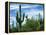 Saguaro cacti, Saguaro National Park, Arizona, USA-Charles Gurche-Framed Premier Image Canvas