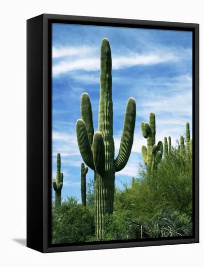 Saguaro cacti, Saguaro National Park, Arizona, USA-Charles Gurche-Framed Premier Image Canvas