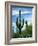 Saguaro cacti, Saguaro National Park, Arizona, USA-Charles Gurche-Framed Photographic Print