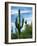 Saguaro cacti, Saguaro National Park, Arizona, USA-Charles Gurche-Framed Photographic Print