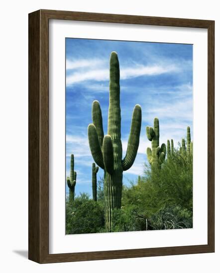 Saguaro cacti, Saguaro National Park, Arizona, USA-Charles Gurche-Framed Photographic Print