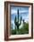 Saguaro cacti, Saguaro National Park, Arizona, USA-Charles Gurche-Framed Photographic Print