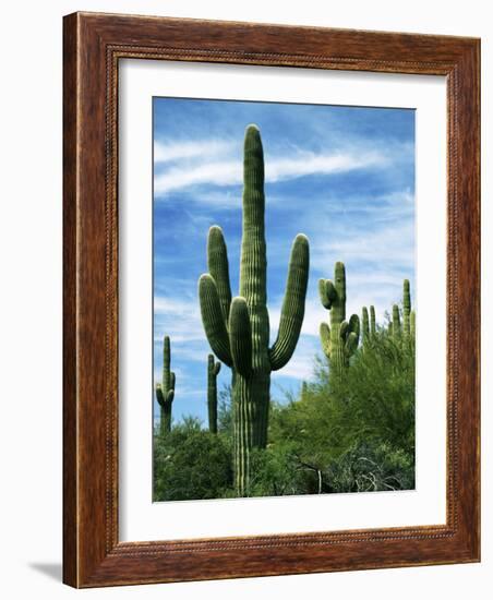 Saguaro cacti, Saguaro National Park, Arizona, USA-Charles Gurche-Framed Photographic Print