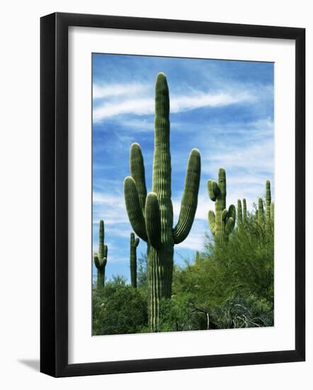 Saguaro cacti, Saguaro National Park, Arizona, USA-Charles Gurche-Framed Photographic Print