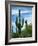 Saguaro cacti, Saguaro National Park, Arizona, USA-Charles Gurche-Framed Photographic Print