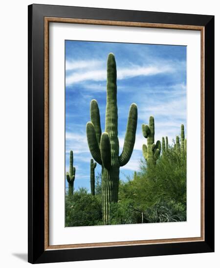 Saguaro cacti, Saguaro National Park, Arizona, USA-Charles Gurche-Framed Photographic Print