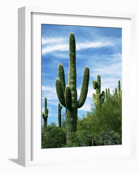 Saguaro cacti, Saguaro National Park, Arizona, USA-Charles Gurche-Framed Photographic Print