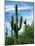 Saguaro cacti, Saguaro National Park, Arizona, USA-Charles Gurche-Mounted Photographic Print