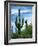 Saguaro cacti, Saguaro National Park, Arizona, USA-Charles Gurche-Framed Photographic Print