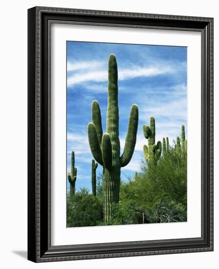 Saguaro cacti, Saguaro National Park, Arizona, USA-Charles Gurche-Framed Photographic Print