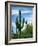 Saguaro cacti, Saguaro National Park, Arizona, USA-Charles Gurche-Framed Photographic Print