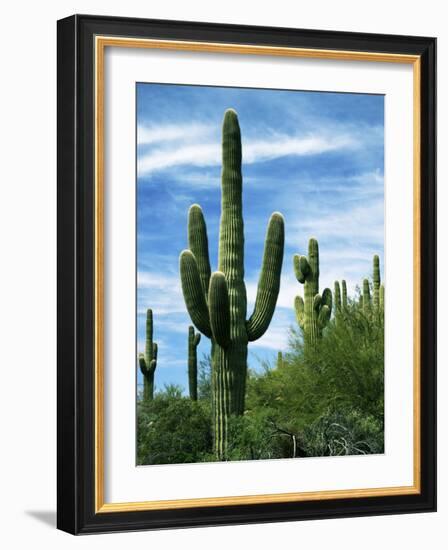 Saguaro cacti, Saguaro National Park, Arizona, USA-Charles Gurche-Framed Photographic Print