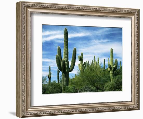 Saguaro cacti, Saguaro National Park, Arizona, USA-Charles Gurche-Framed Photographic Print