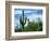 Saguaro cacti, Saguaro National Park, Arizona, USA-Charles Gurche-Framed Photographic Print