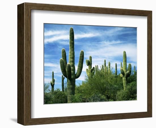 Saguaro cacti, Saguaro National Park, Arizona, USA-Charles Gurche-Framed Photographic Print