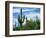 Saguaro cacti, Saguaro National Park, Arizona, USA-Charles Gurche-Framed Photographic Print