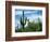 Saguaro cacti, Saguaro National Park, Arizona, USA-Charles Gurche-Framed Photographic Print