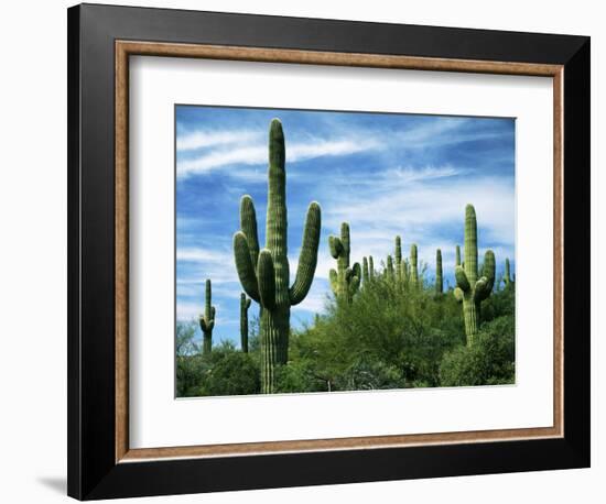 Saguaro cacti, Saguaro National Park, Arizona, USA-Charles Gurche-Framed Photographic Print