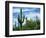 Saguaro cacti, Saguaro National Park, Arizona, USA-Charles Gurche-Framed Photographic Print